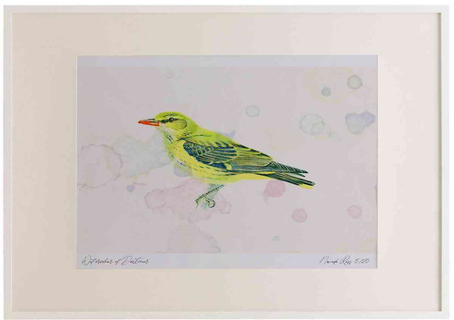 A2 golden oriole female.jpg