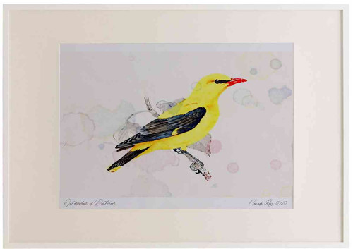 A2 golden oriole male.jpg