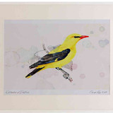 A2 golden oriole male