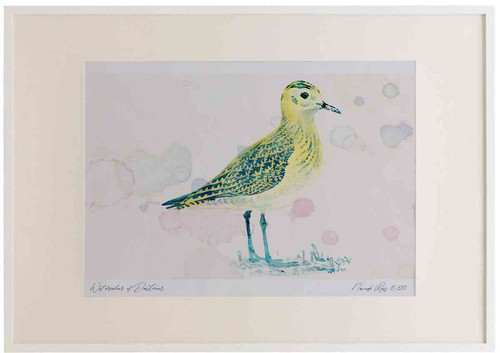 A2 golden plover juvenile.jpg