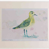 A2 golden plover juvenile