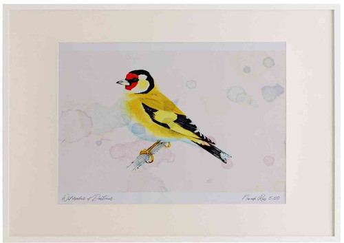 A2 goldfinch adult.jpg