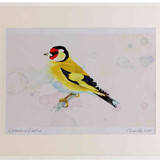 A2 goldfinch adult