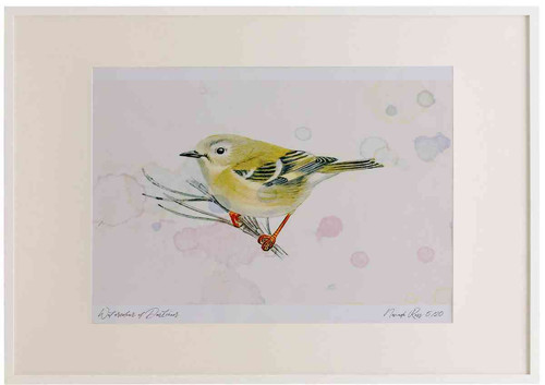 A2 goldcrest juvenile.jpg