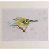 A2 goldcrest juvenile