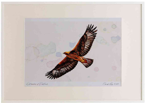 A2 golden eagle adult.jpg
