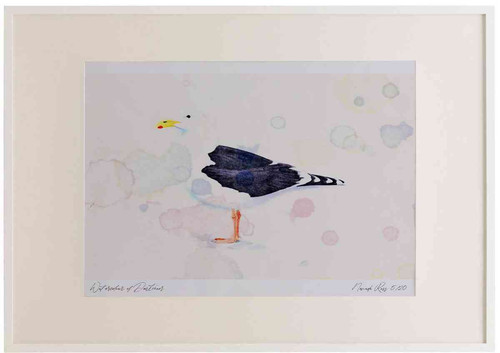 A2 great black backed gull adult.jpg