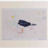 A2 great black backed gull adult