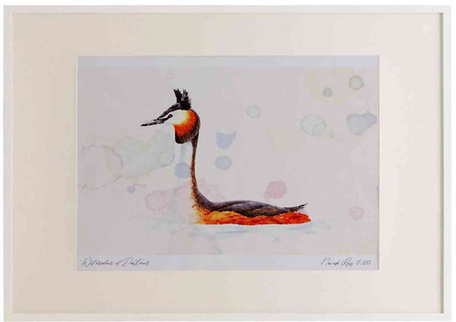 A2 great crested grebe breeding plumage.jpg