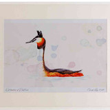 A2 great crested grebe breeding plumage