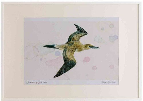 A2 gannet juvenile.jpg