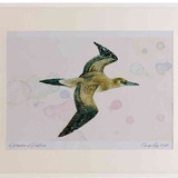 A2 gannet juvenile