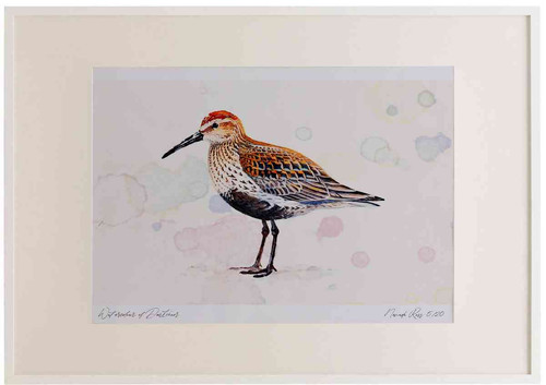 A2 dunlin breeding plumage.jpg