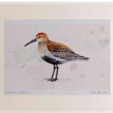 A2 dunlin breeding plumage