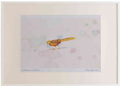 A2 golden pheasant female.jpg