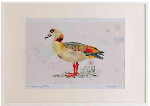 A2 egyption goose adult