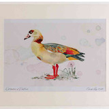A2 egyption goose adult