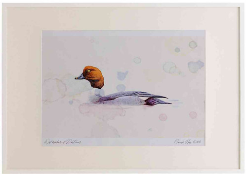 A2 goldeneye female.jpg