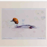 A2 goldeneye female