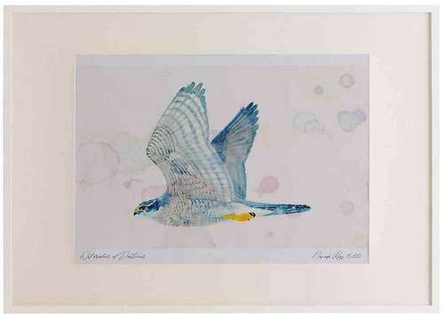 A2 goshawk adult.jpg