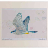 A2 goshawk adult