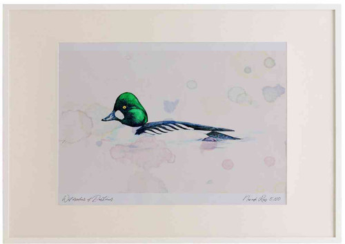 A2 goldeneye male.jpg
