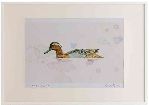 A2 garganey adult male breeding plumage.jpg