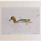 A2 garganey adult male breeding plumage