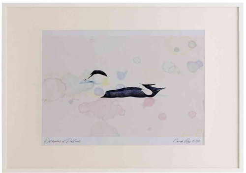 A2 eider male