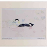 A2 eider male