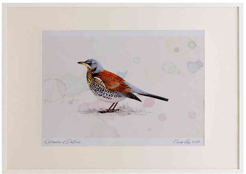 A2 fieldfare.jpg