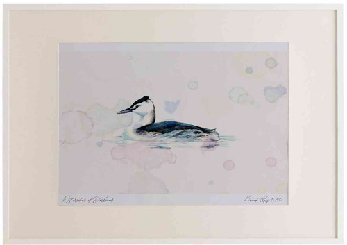 A2 great crested grebe nonbreeding plumage.jpg