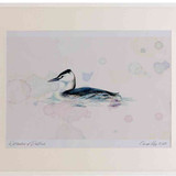 A2 great crested grebe nonbreeding plumage