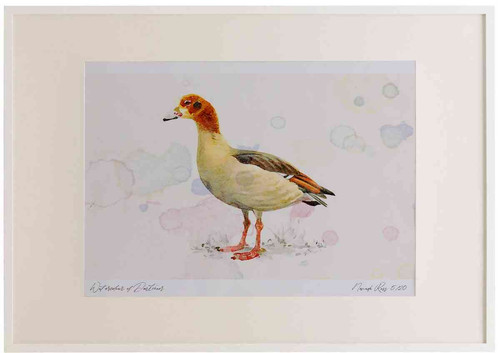 A2 egyption goose juvenile.jpg