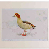 A2 egyption goose juvenile