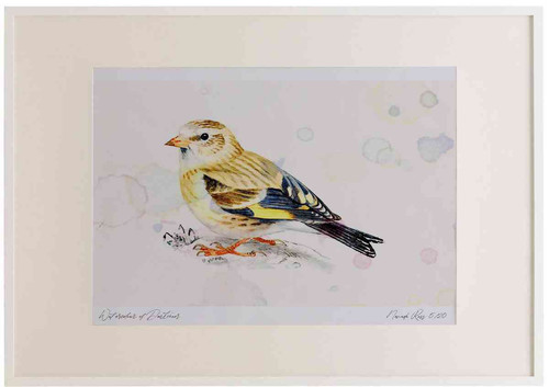 A2 goldfinch juvenile.jpg
