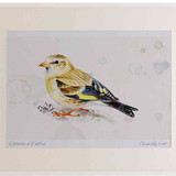 A2 goldfinch juvenile