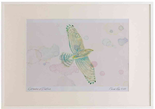 A2 goshawk juvenile.jpg