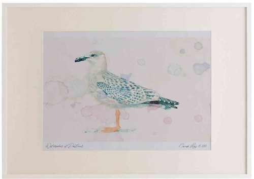 A2 great black backed gull juvenile.jpg
