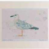 A2 great black backed gull juvenile
