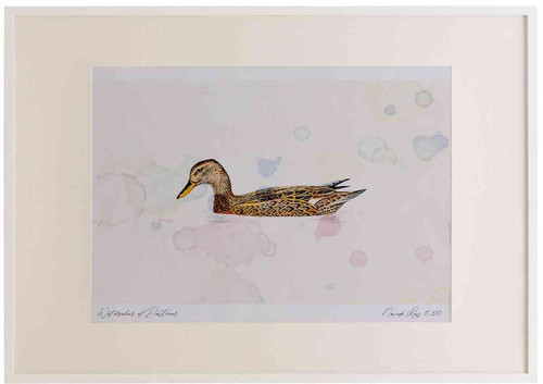 A2 gadwall female.jpg