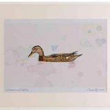 A2 gadwall female