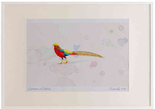 A2 golden pheasant male.jpg
