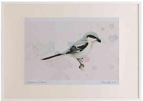 A2 great grey shrike.jpg