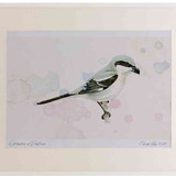 A2 great grey shrike