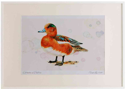 A2 wigeon male eclipseplumage.jpg