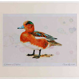 A2 wigeon male eclipseplumage