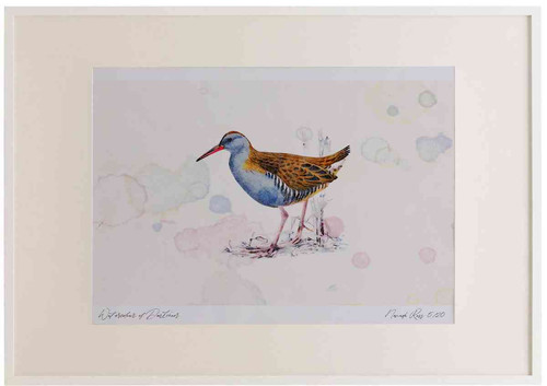A2 water rail.jpg
