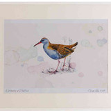 A2 water rail