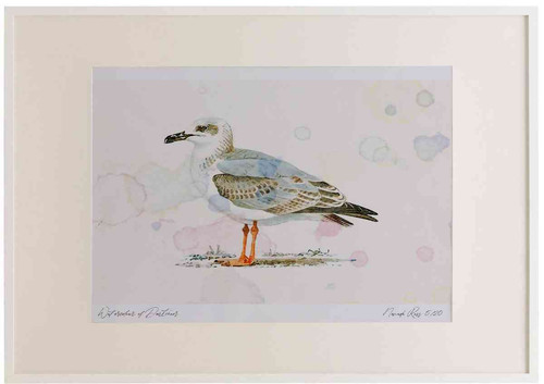 A2 yellow legged gull secondwinter.jpg